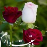 نحوه گزارشگری قرارداد اجاره بلندمدت در صورت جریان وجوه نقد برای تهیه صورت جریان وجوه نقد توسط اجاره دهنده، در اجاره عملیاتی، به استثنای مخارج مستقیم اولیه (Intial driect costs) مسائل خاصی ایجاد نمی‌شود، هنگامی که اجاره دهنده مخارج مستقیم اولیه
